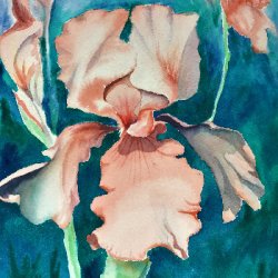 Bearded Iris by Decorative, Garden, 